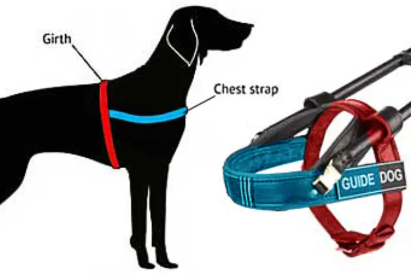Guide Dog Accessories: Essential Equipment for Service Dogs