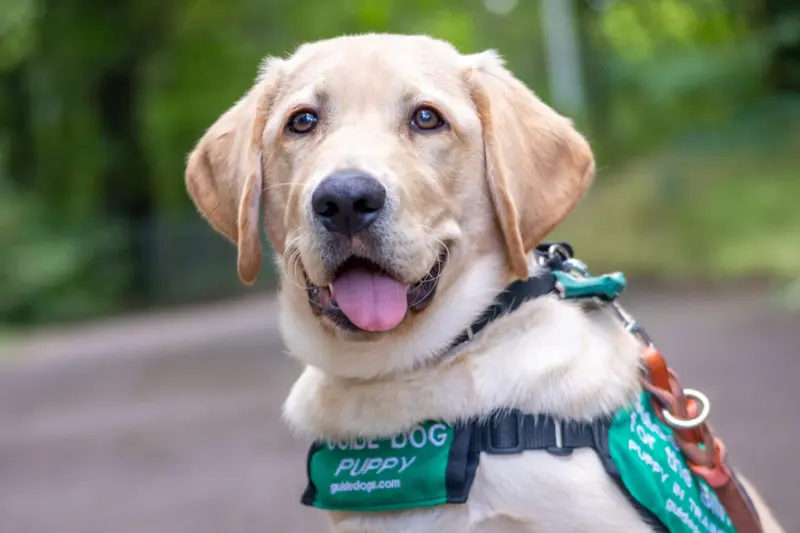 Guide Dog Accessories: Essential Equipment for Service Dogs